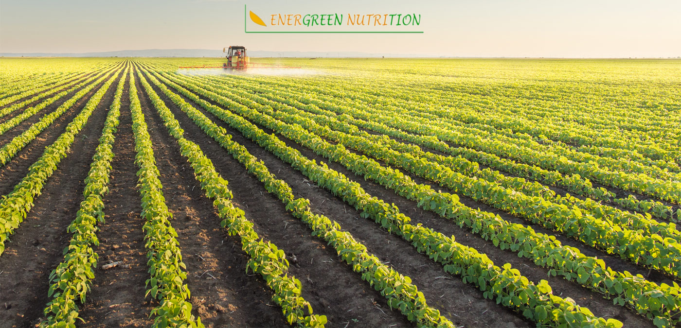 Farming:Grains, pulses, oil seeds…